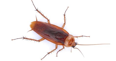 roach control thunderbolt|The 5 Best Roach Killers (2024 Review) .